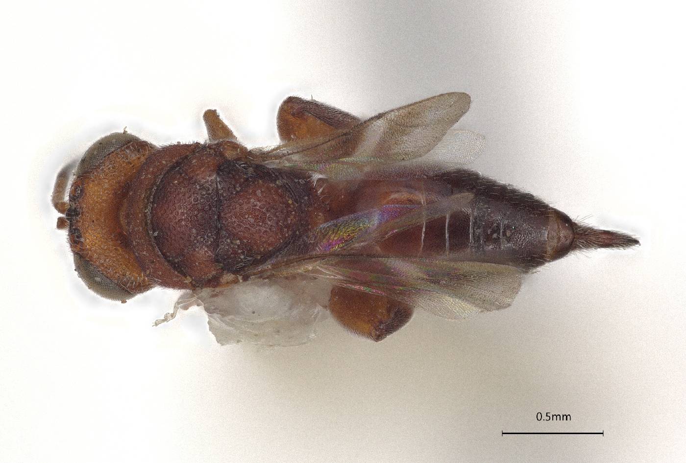 Hockeria image