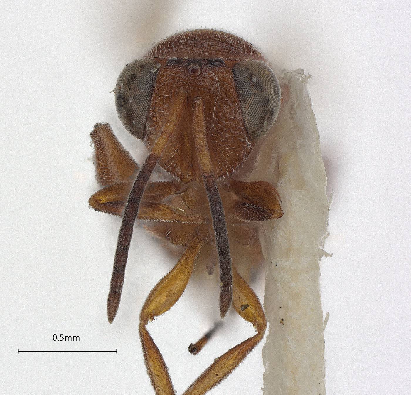 Hockeria hainesi image
