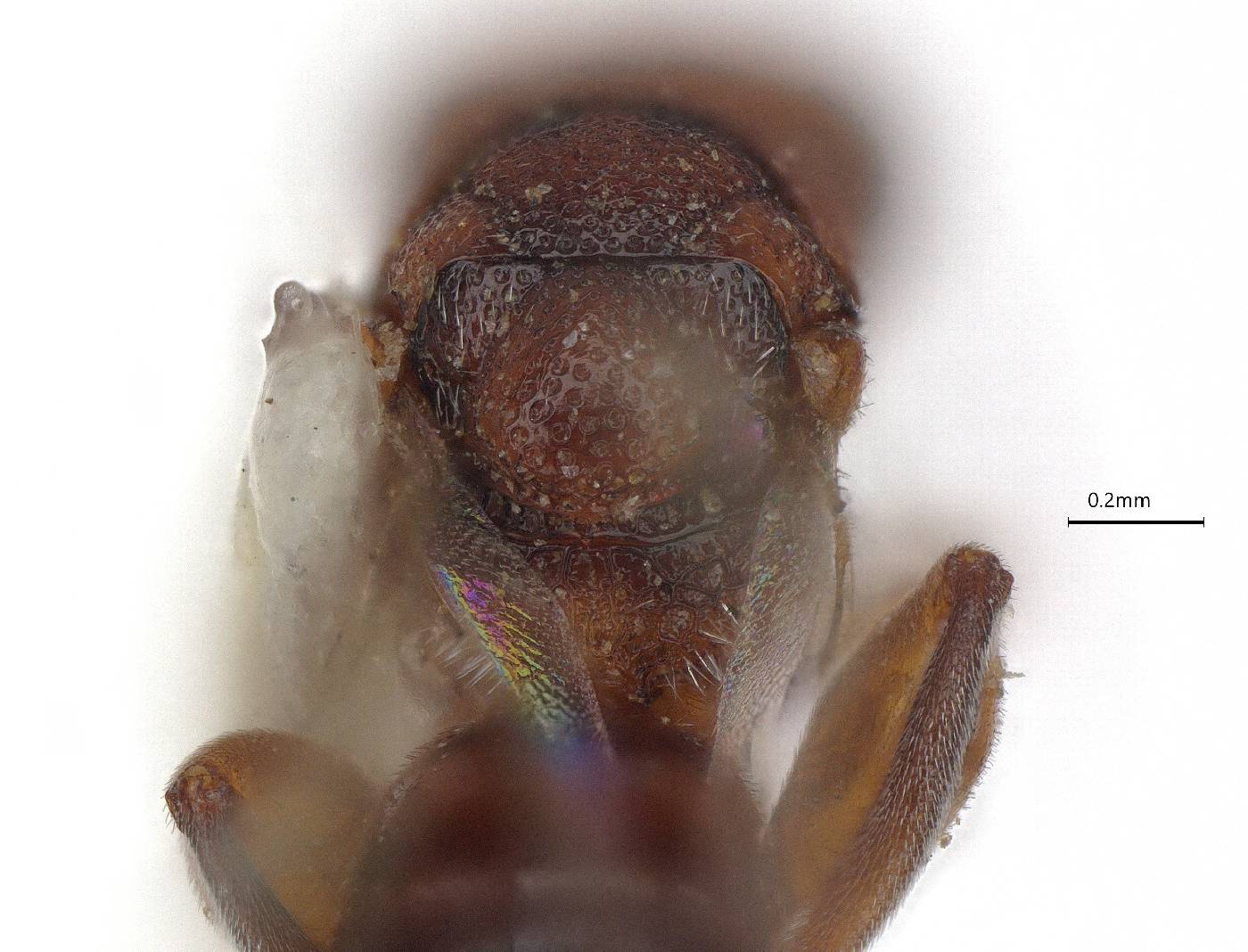 Hockeria hainesi image