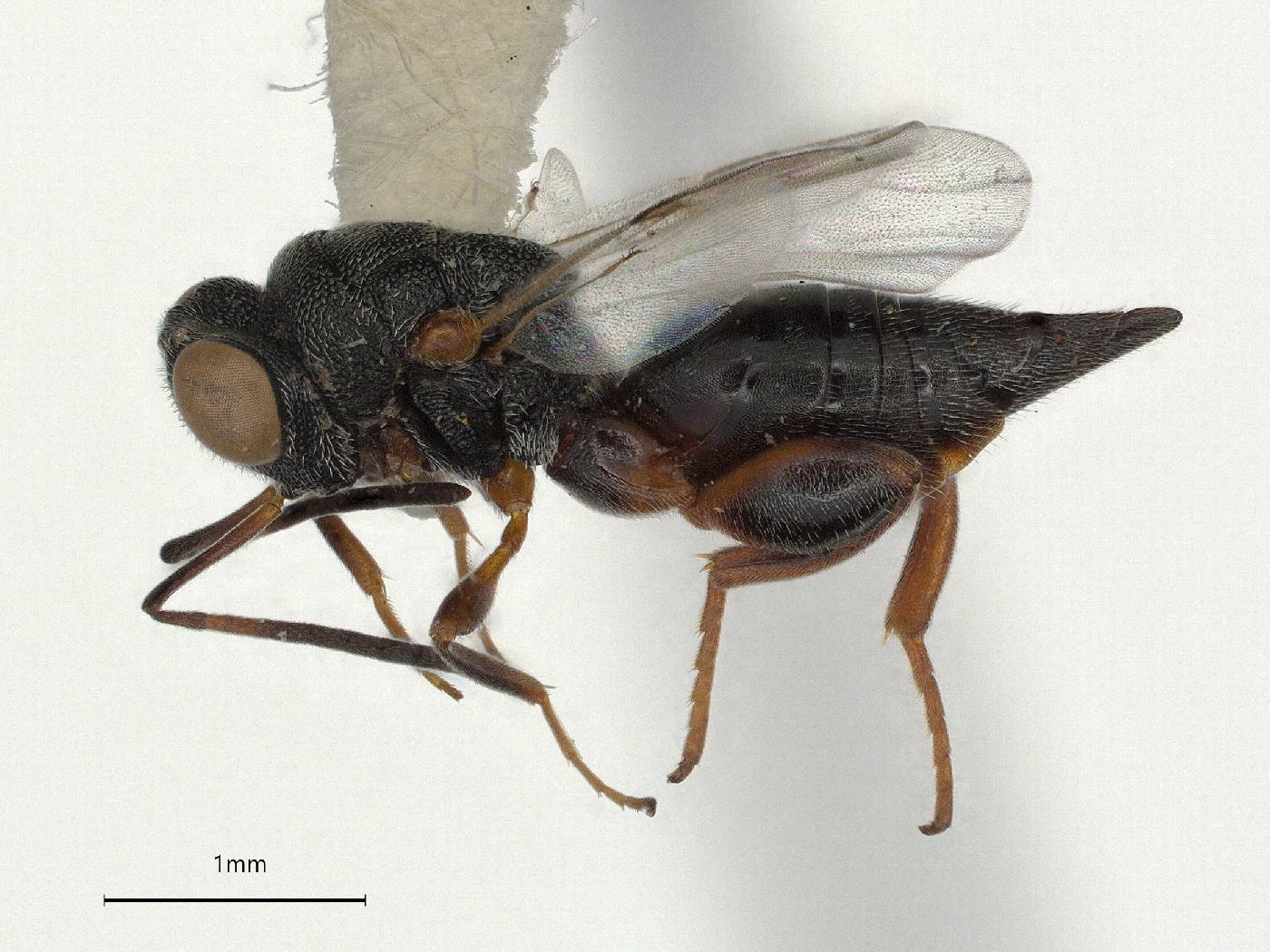 Hockeria burksi image