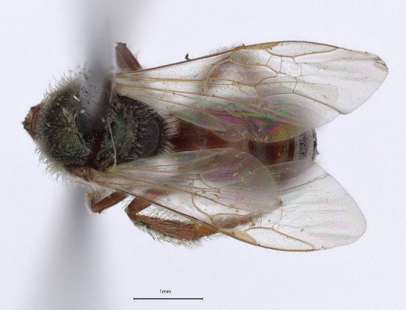 Halictus perdifficilis image