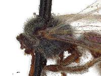 Halictus perdifficilis image