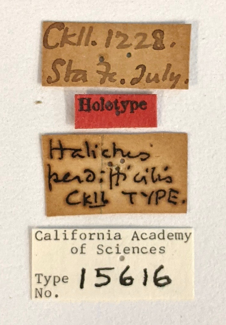 Halictus perdifficilis image