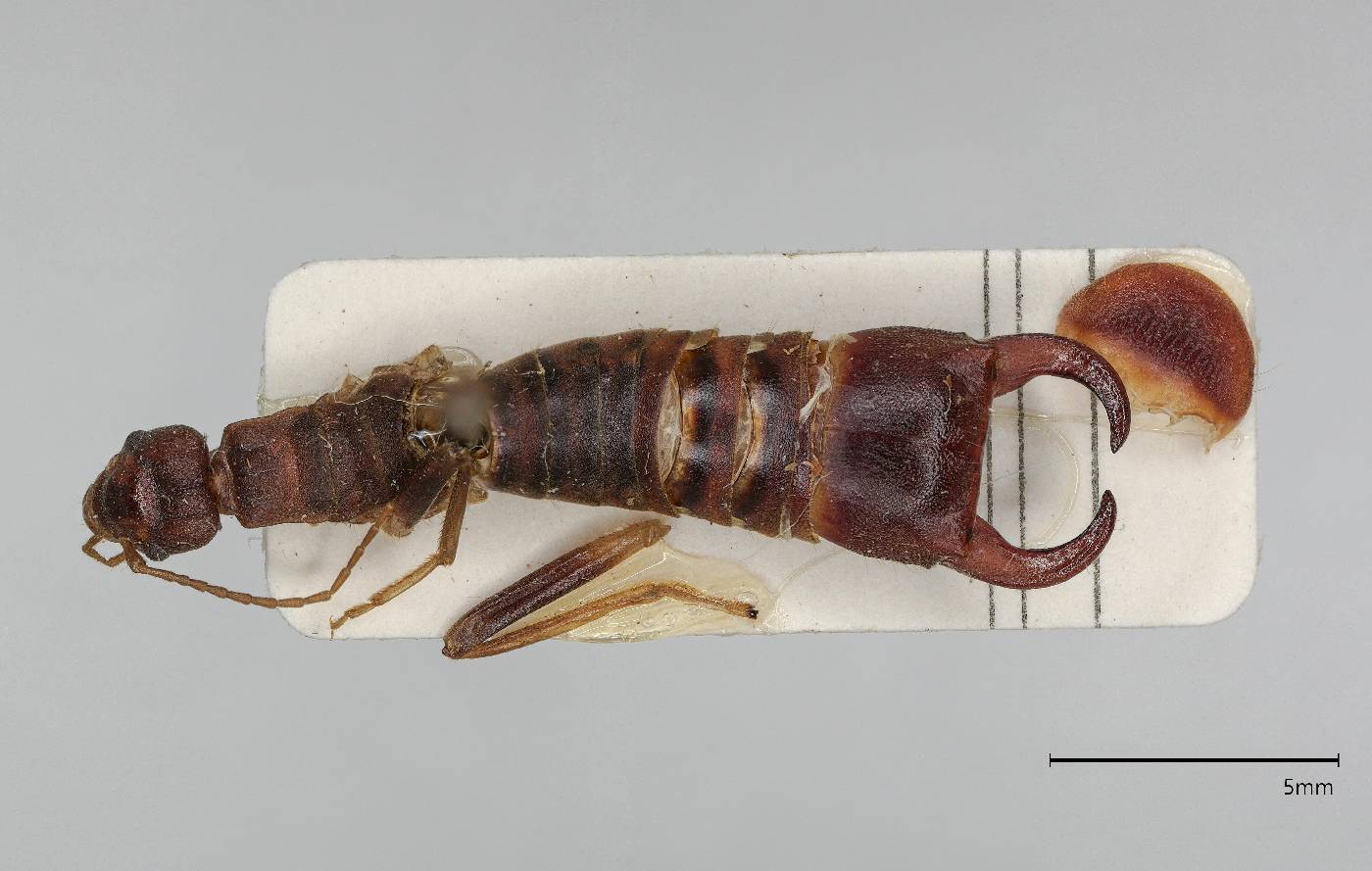 Austroblandex bituberculatus image