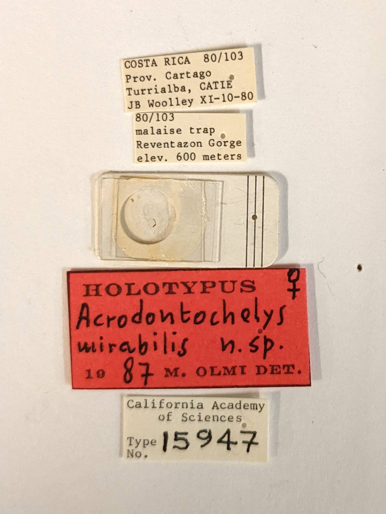 Acrodontochelys mirabilis image