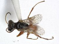 Deinodryinus saltensis image