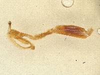 Deinodryinus saltensis image