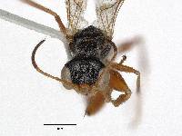 Deinodryinus saltensis image