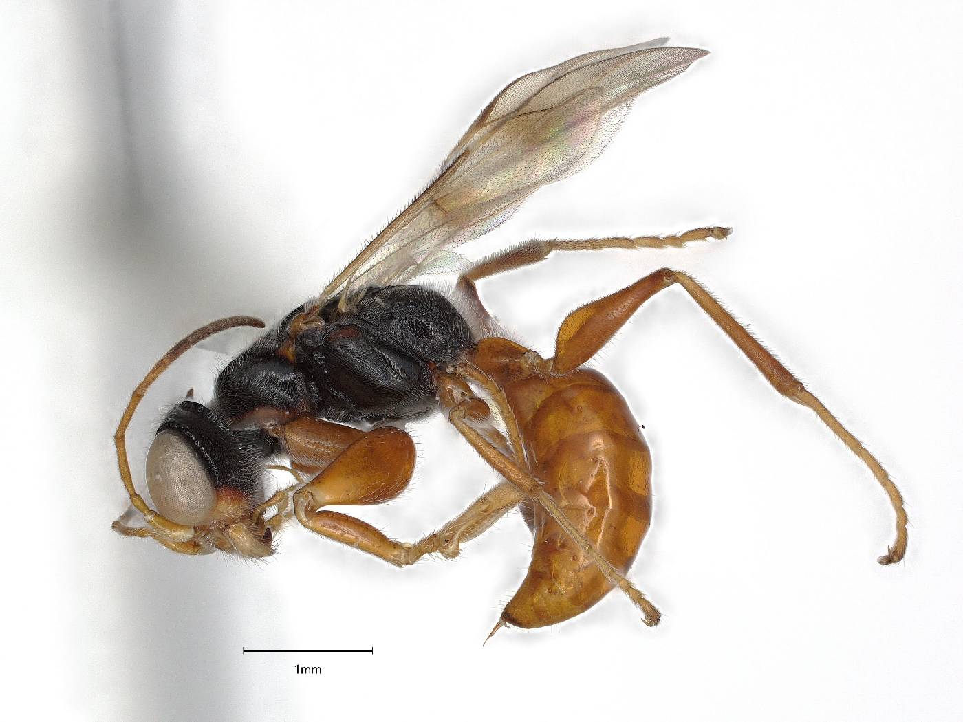 Deinodryinus saltensis image