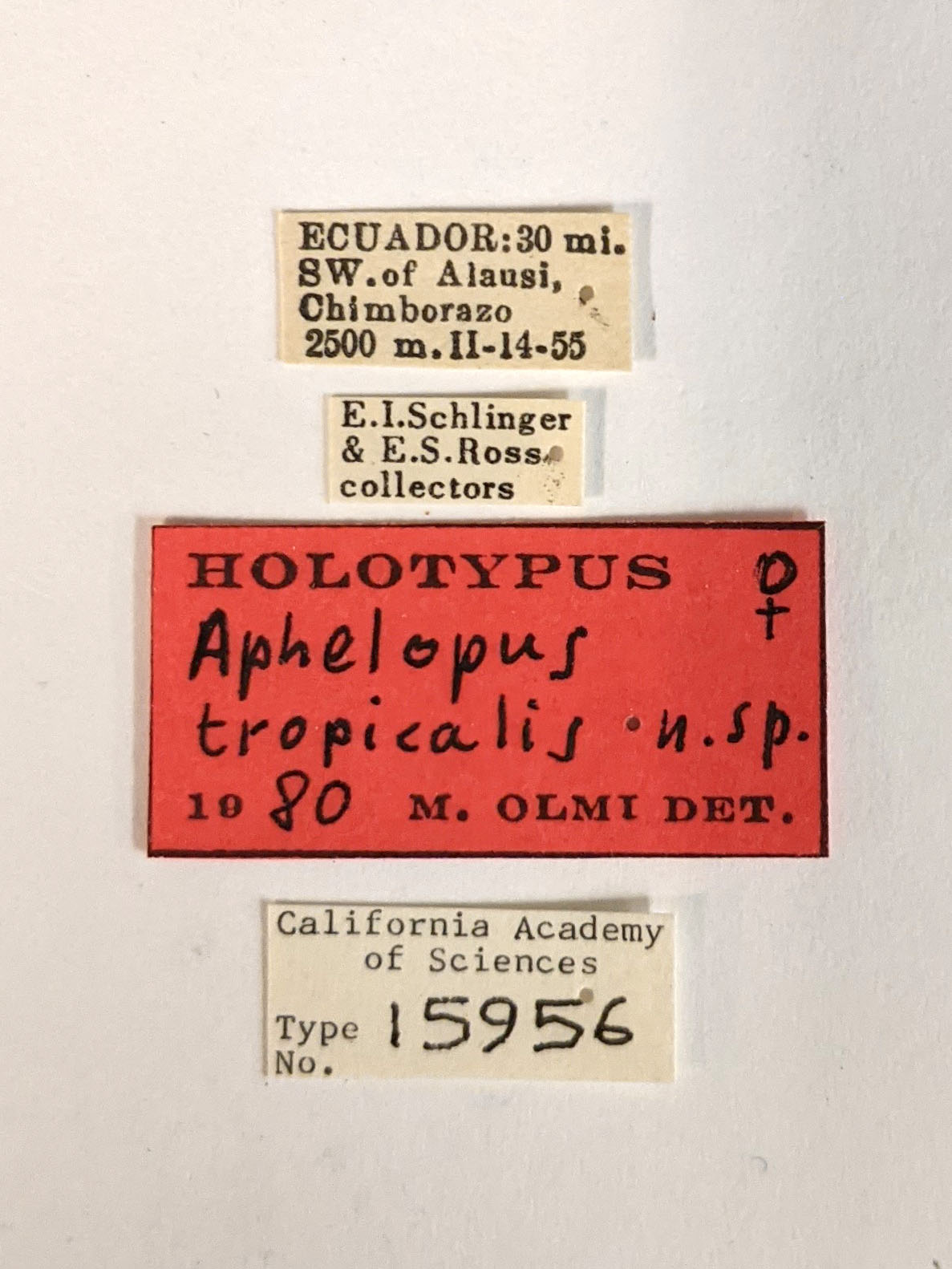 Aphelopus tropicalis image