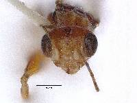 Deinodryinus nigrorufus image