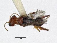 Deinodryinus nigrorufus image