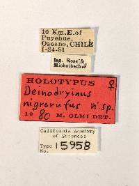 Deinodryinus nigrorufus image