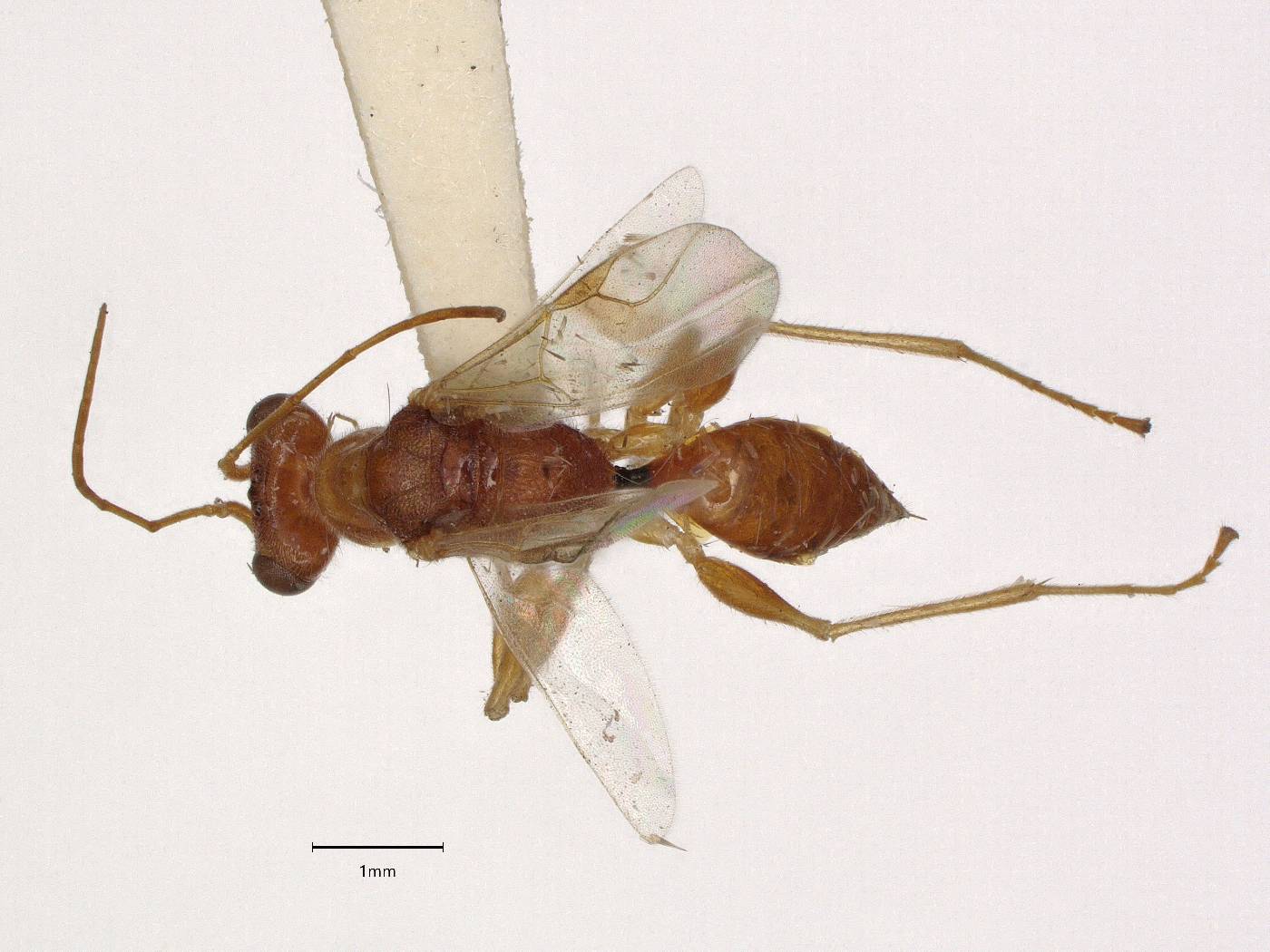 Alphadryinus australis image