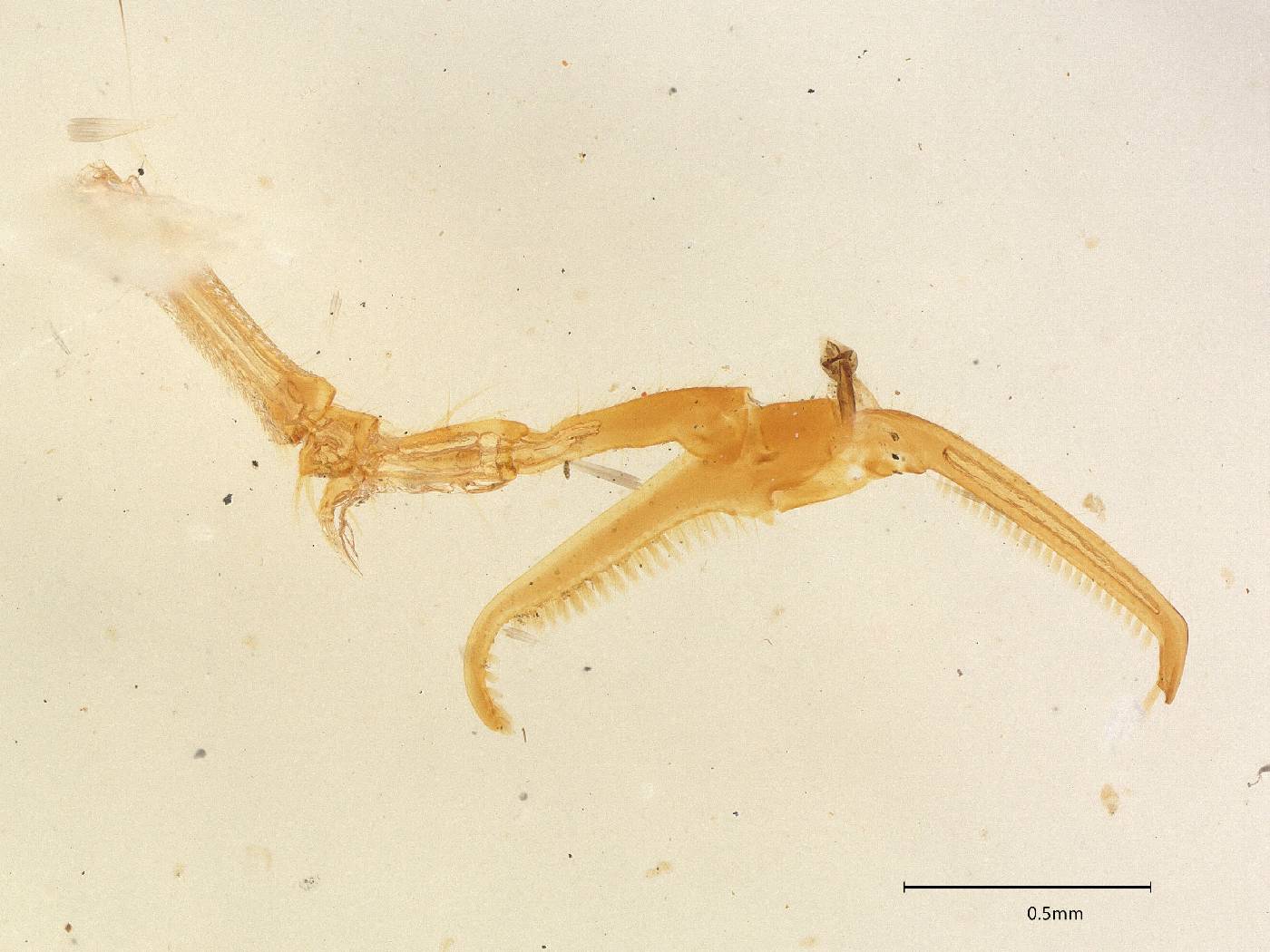 Alphadryinus australis image