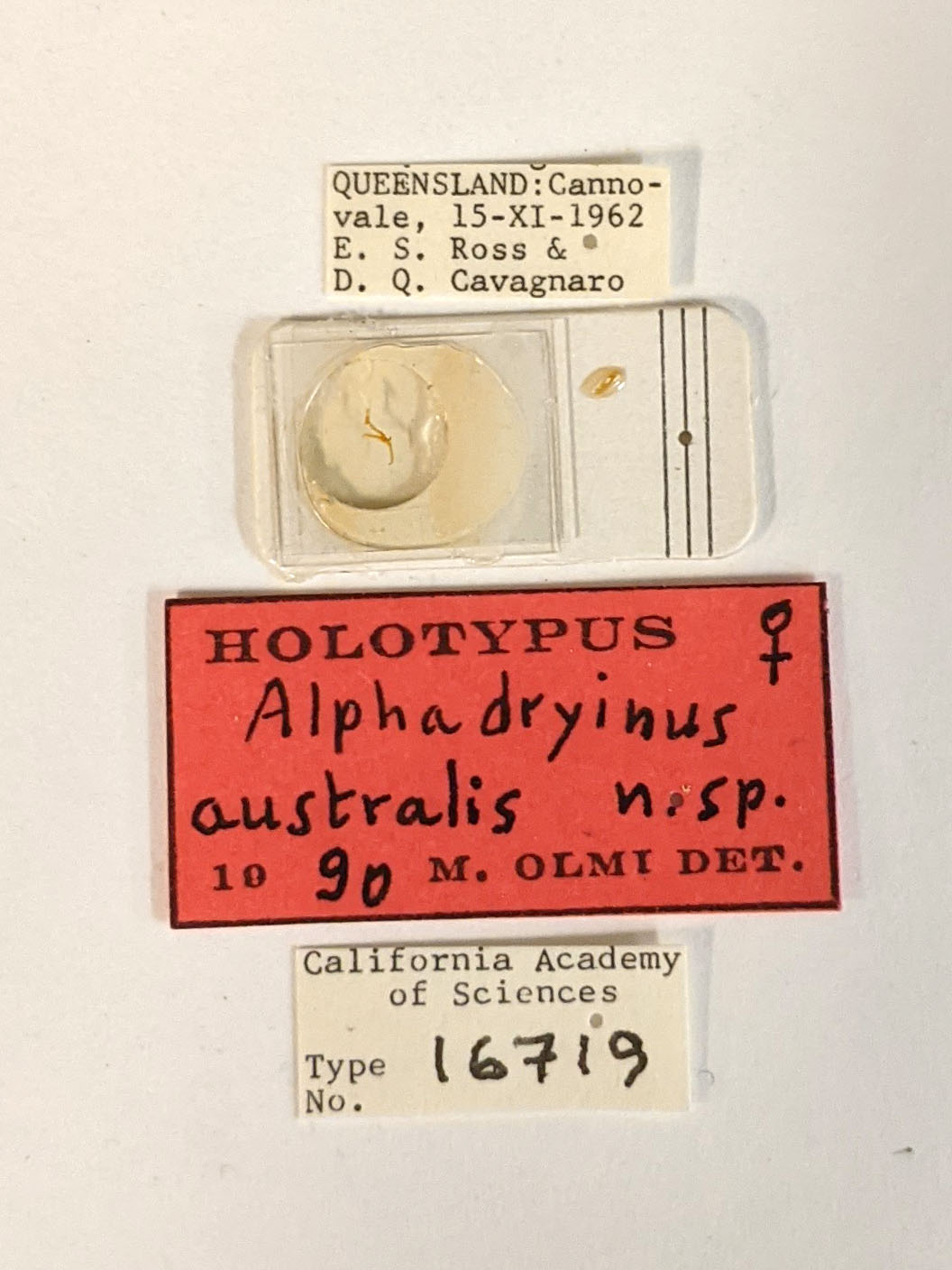 Alphadryinus australis image