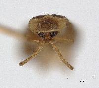 Phausis luminosa image