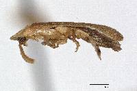 Phausis luminosa image