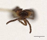 Phausis marina image