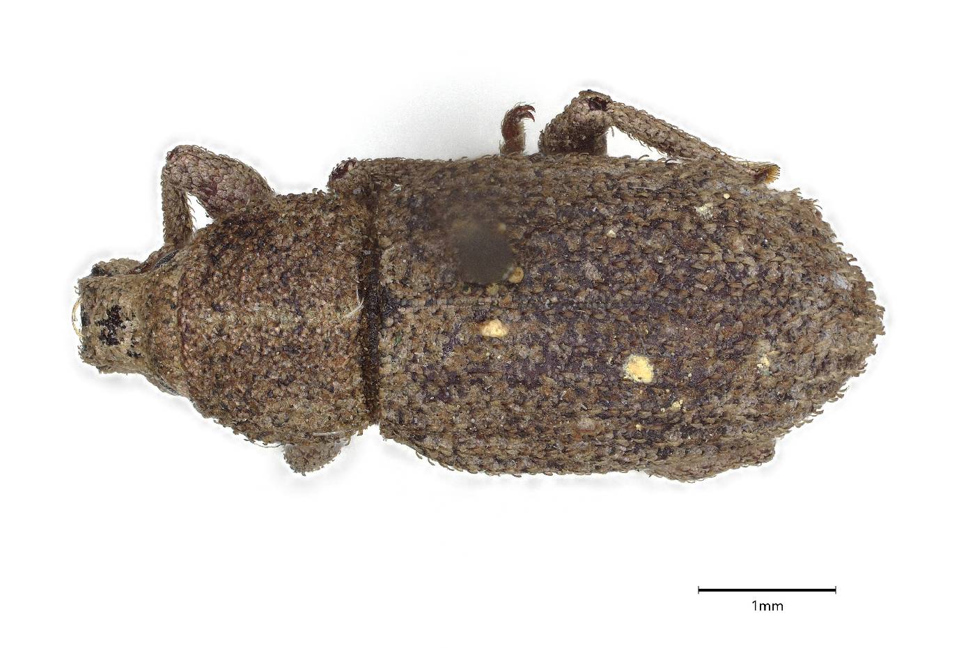 Dichoxenus image