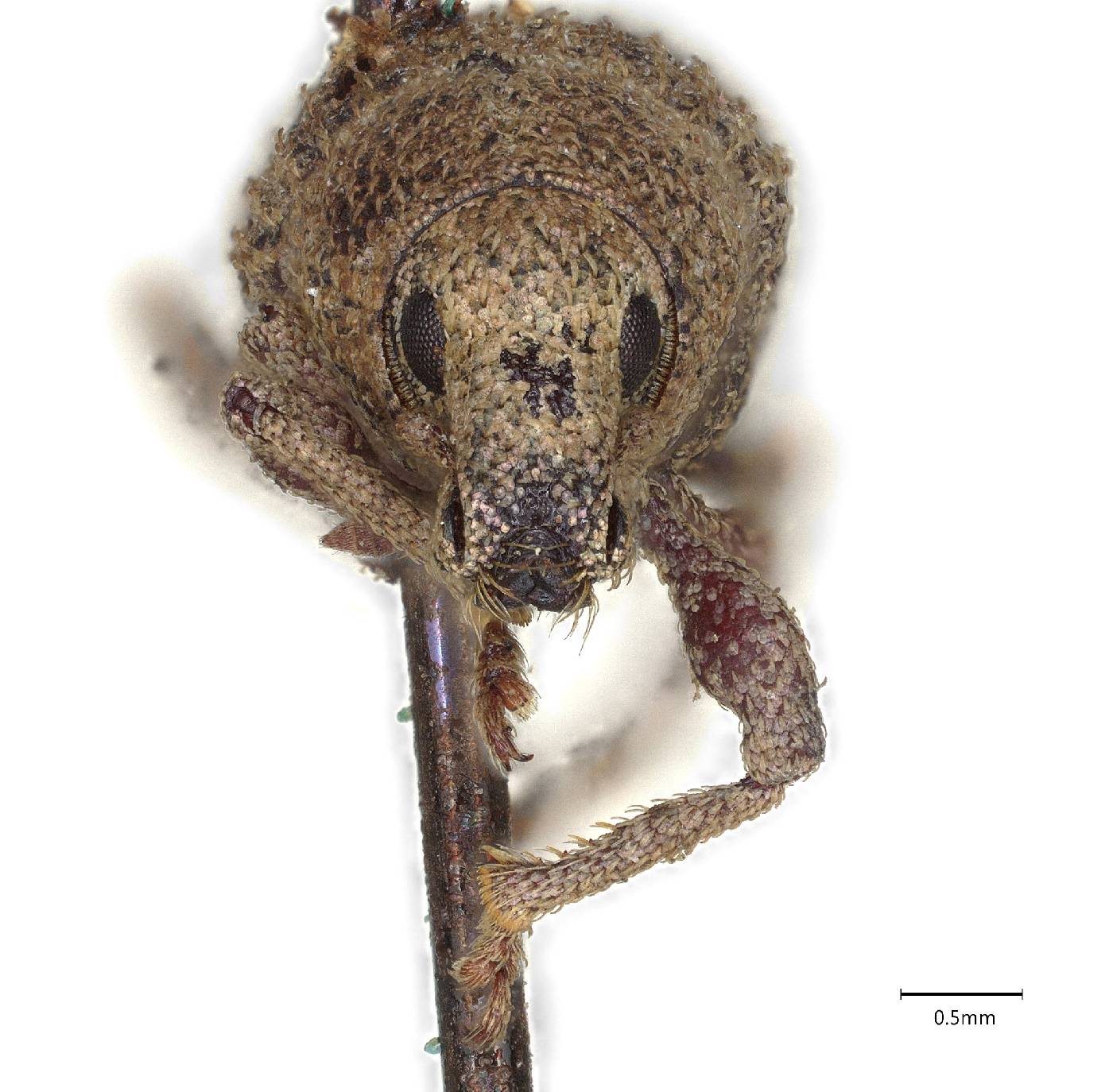 Dichoxenus occidentalis image