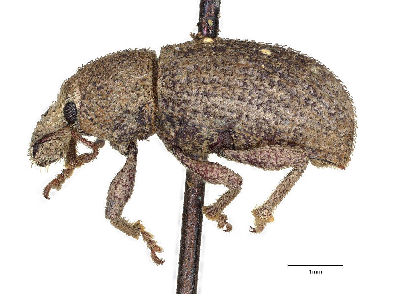 Dichoxenus occidentalis image