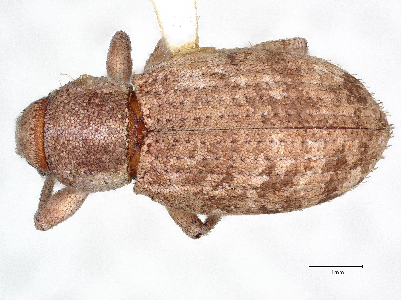Dichoxenus tessellatus image