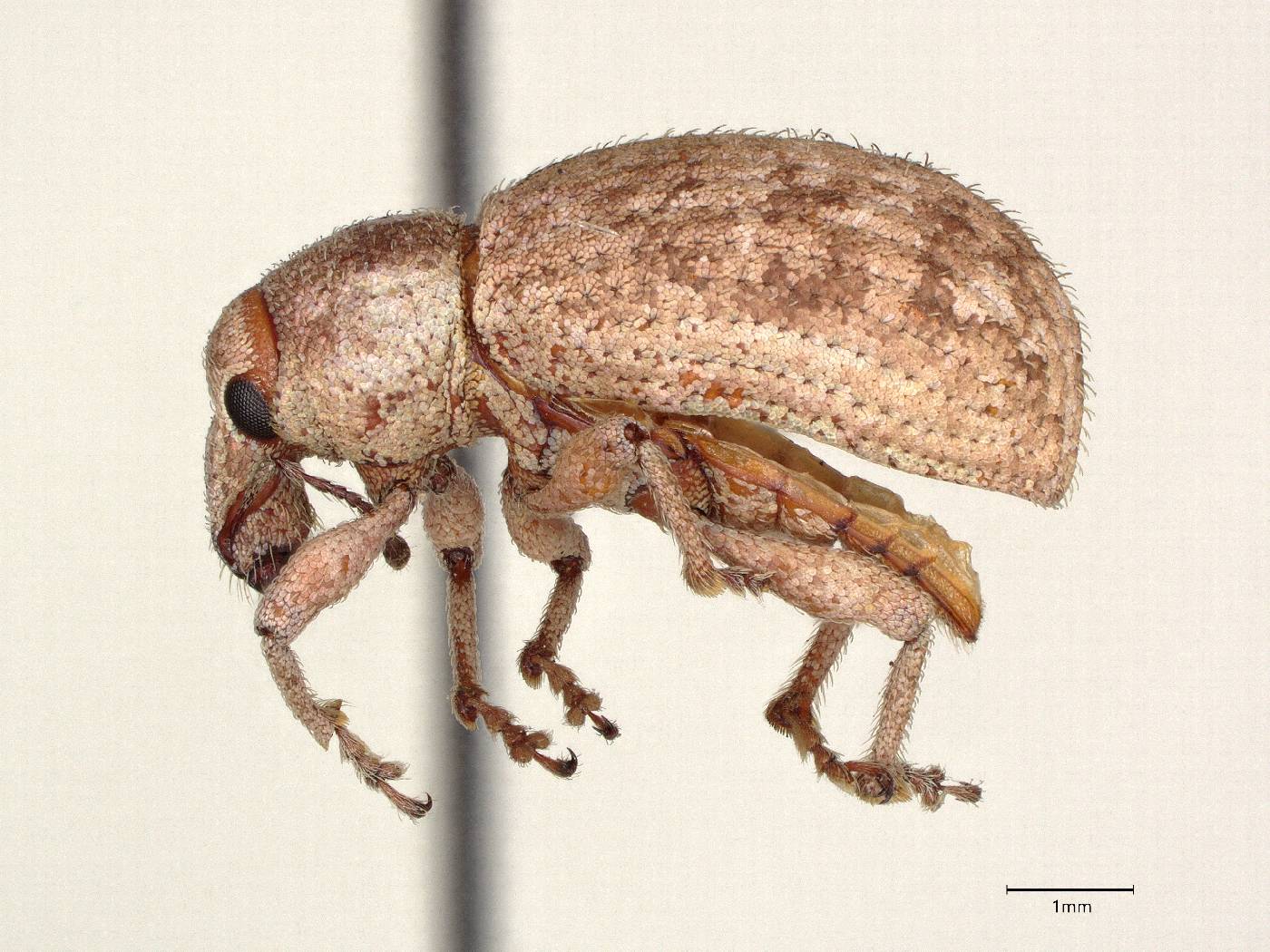Dichoxenus tessellatus image