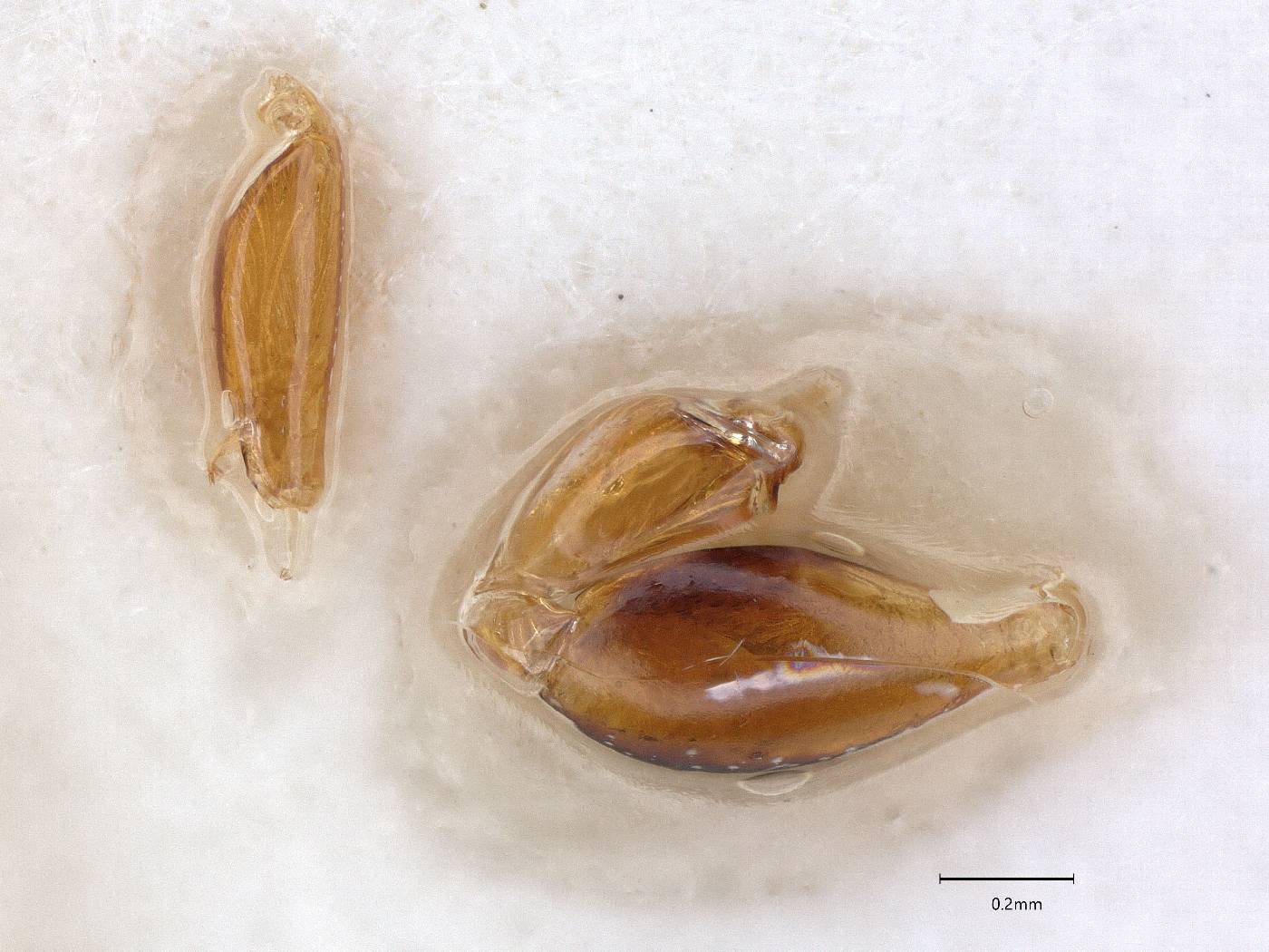 Anteon diabolum image