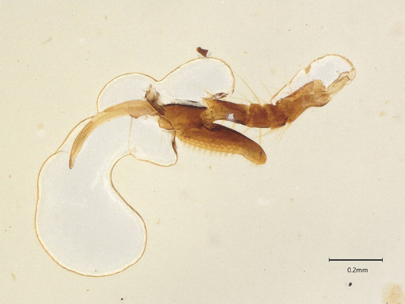 Anteon diabolum image