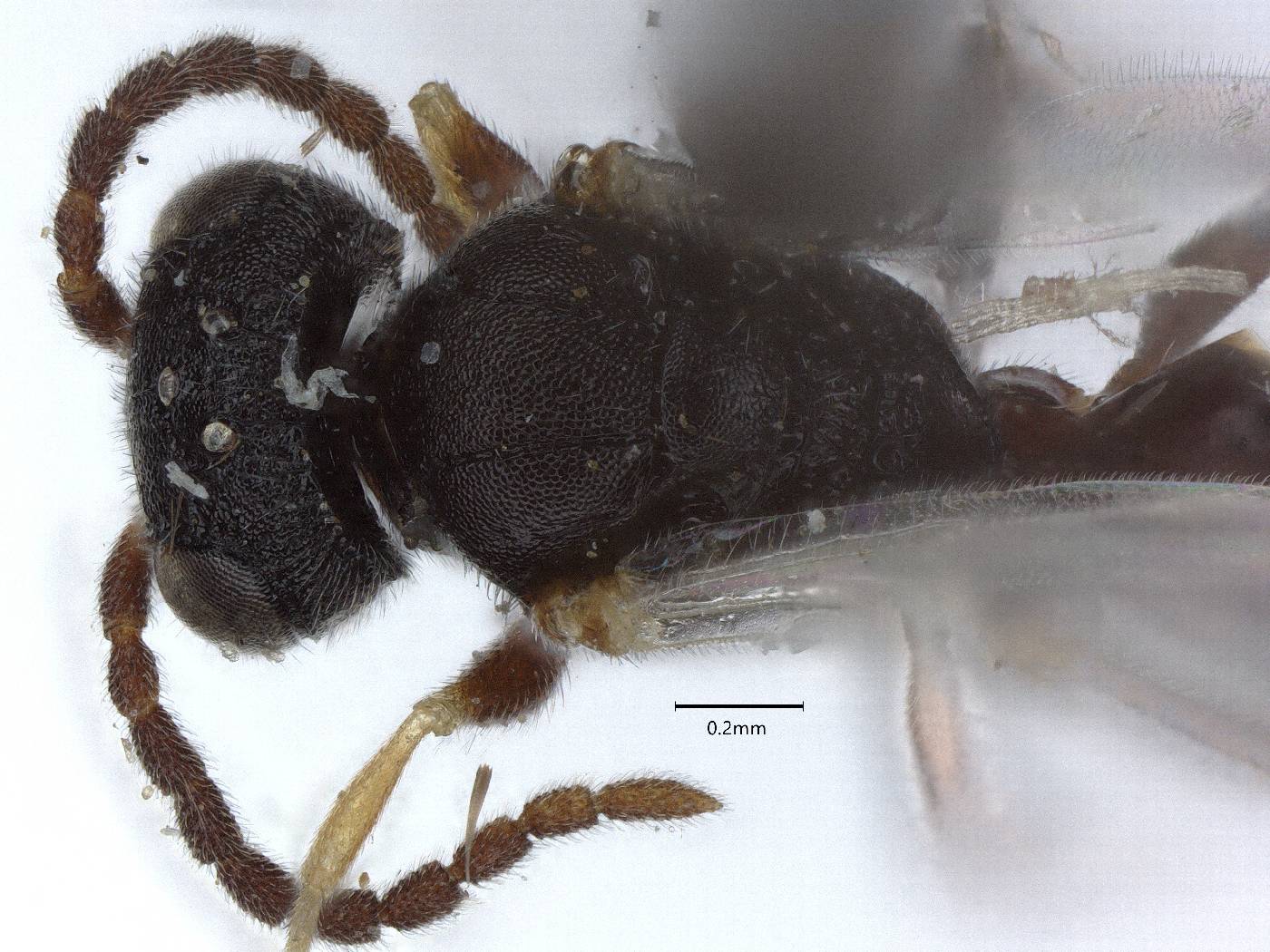 Bocchus boharti image