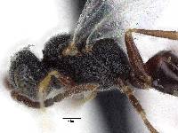 Bocchus boharti image