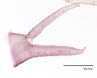 Neobisium inaequalum image