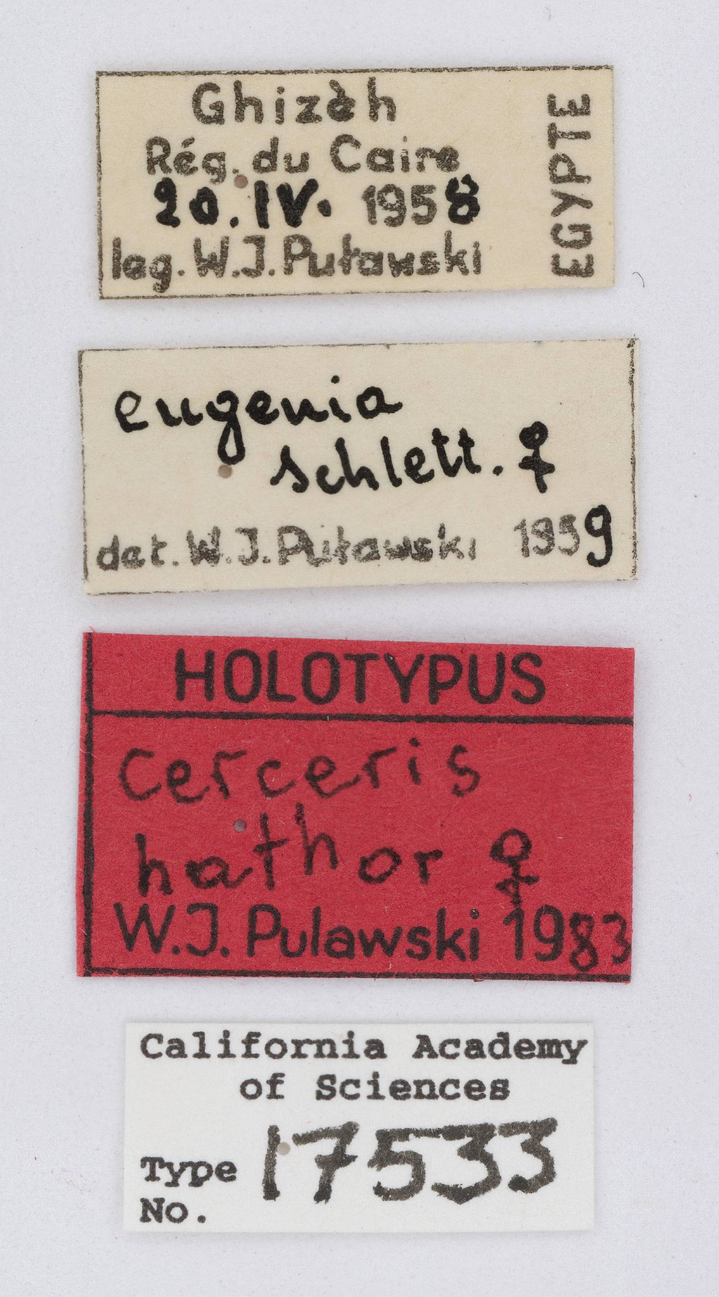 Cerceris hathor image