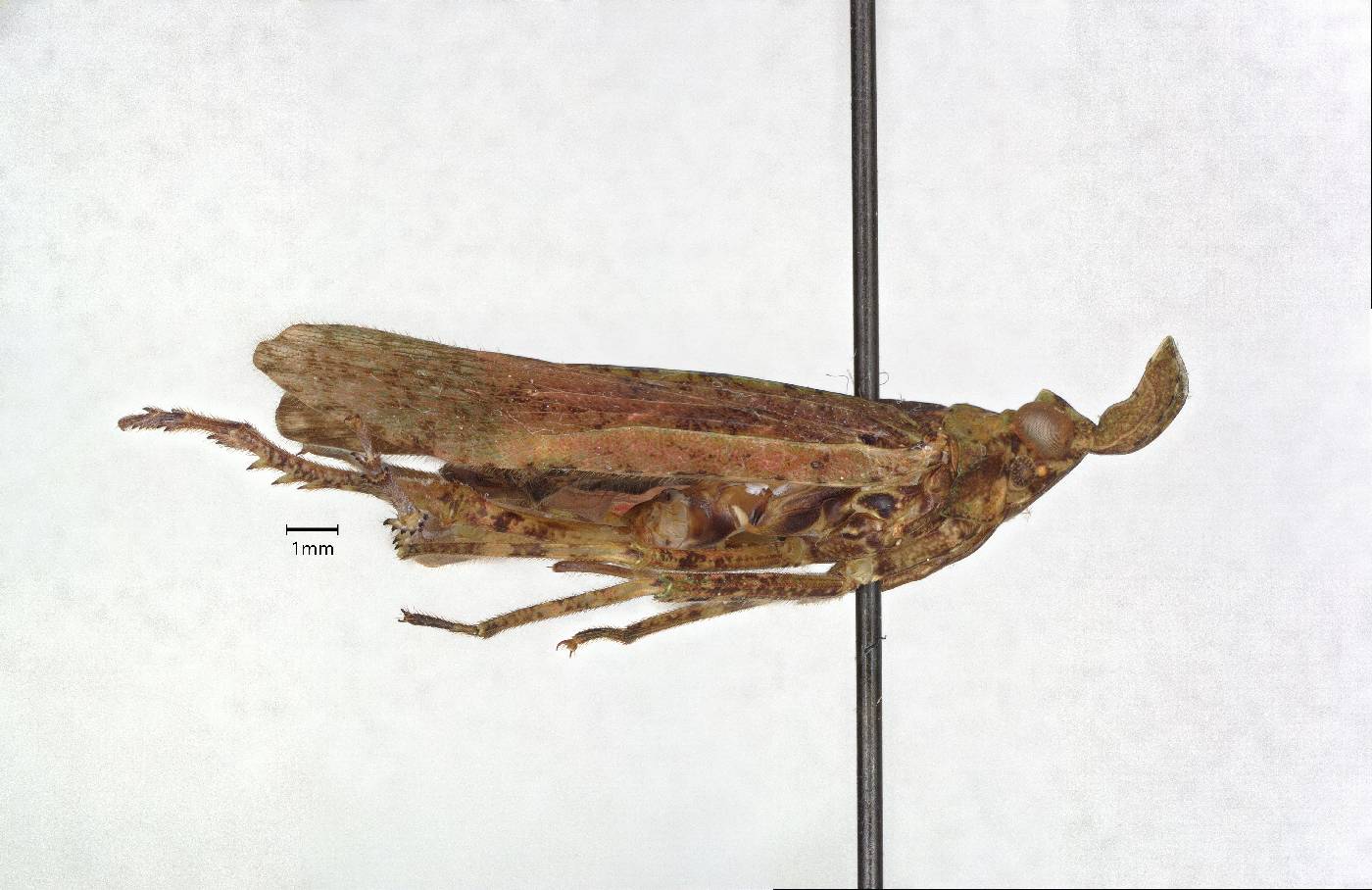 Fulgoridae image