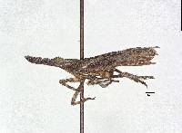 Scolopsella mexicana image