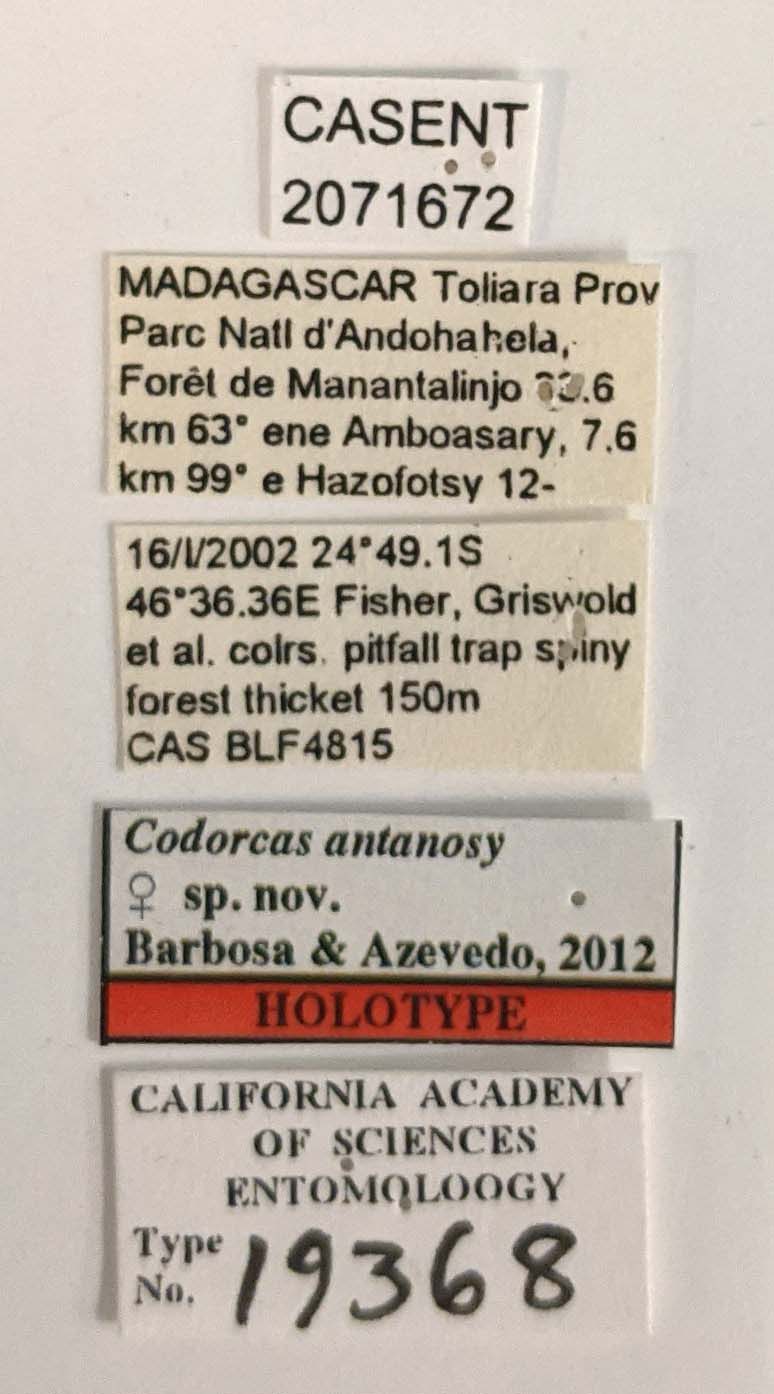 Codorcas antanosy image