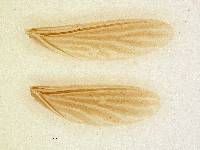 Embia mauritanica image