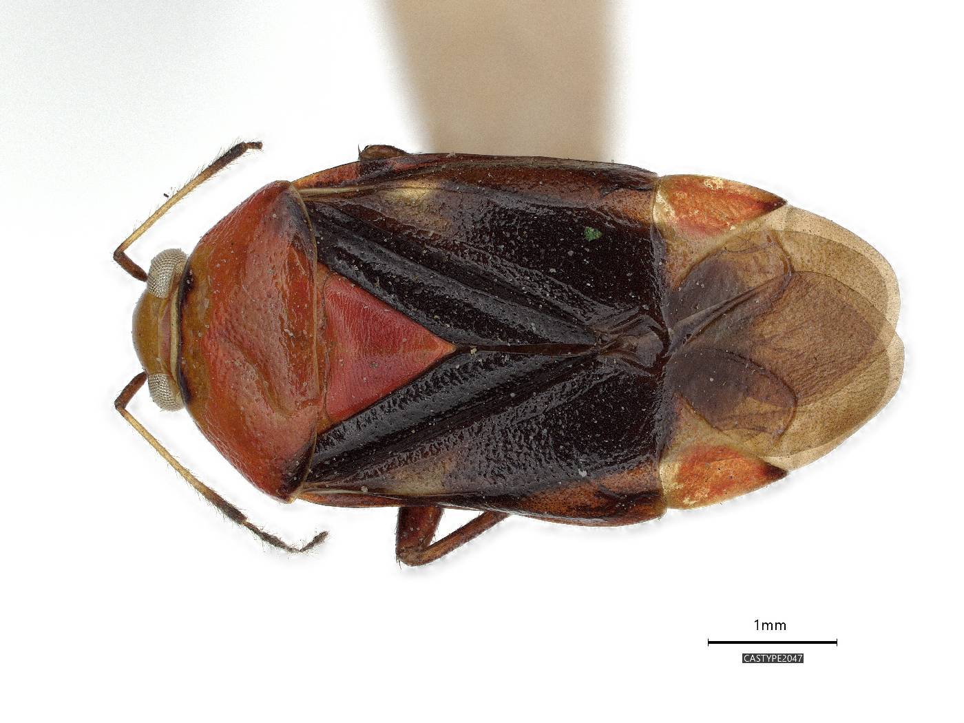 Tropidosteptes imperialis image