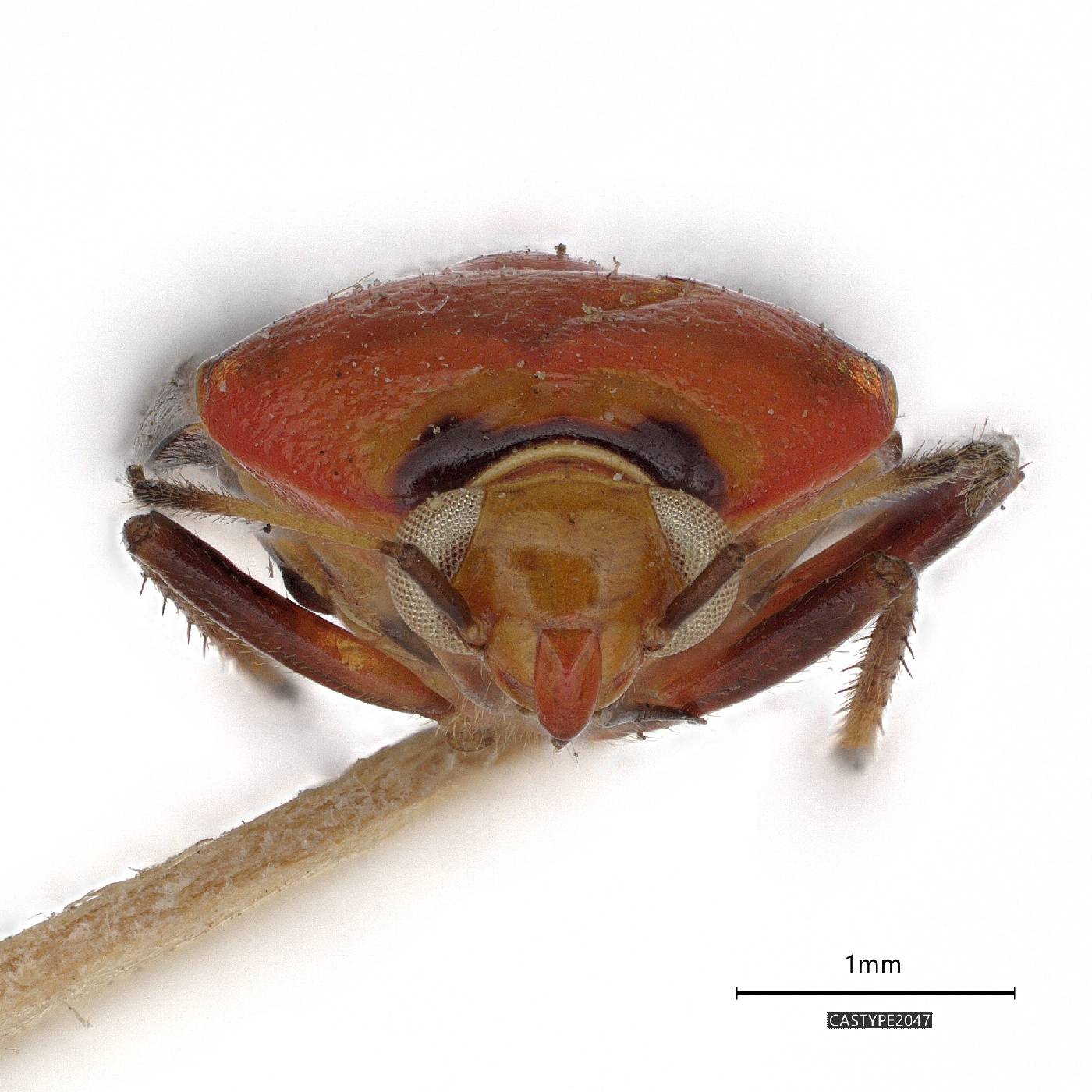 Tropidosteptes imperialis image