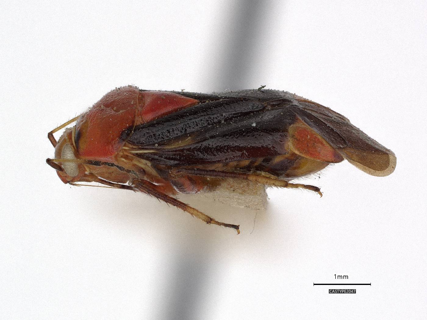 Tropidosteptes image