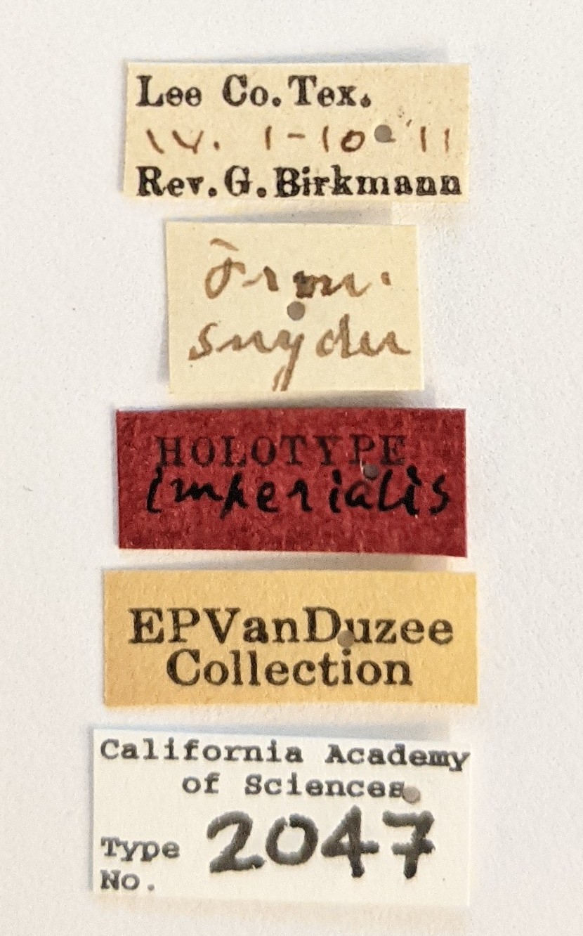 Tropidosteptes imperialis image