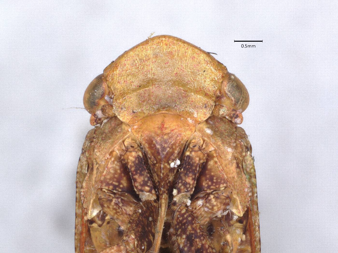 Cyrpoptus reineckei image