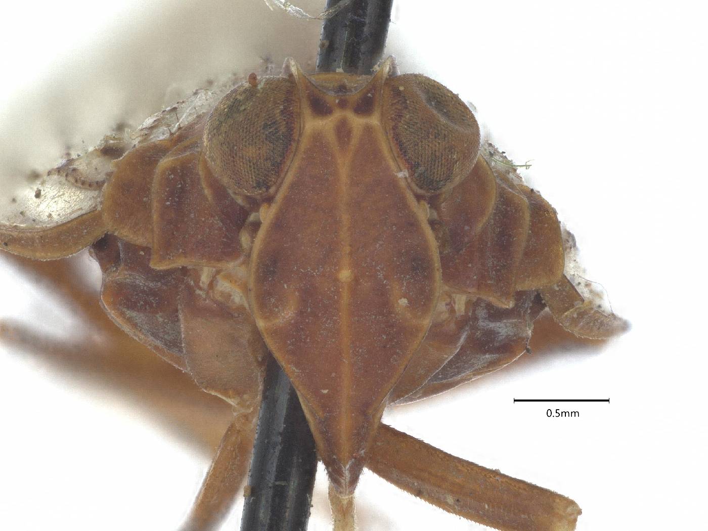 Oliarus placitus image