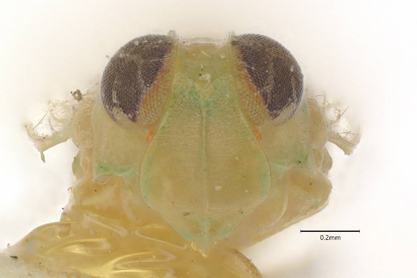 Myndus pusillus image