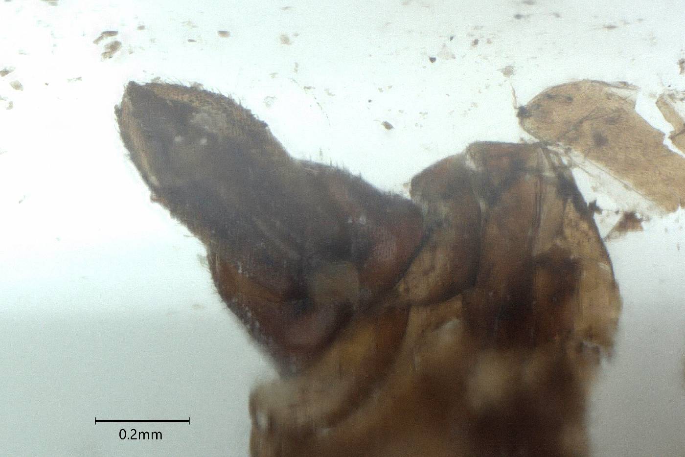 Oecleus borealis image