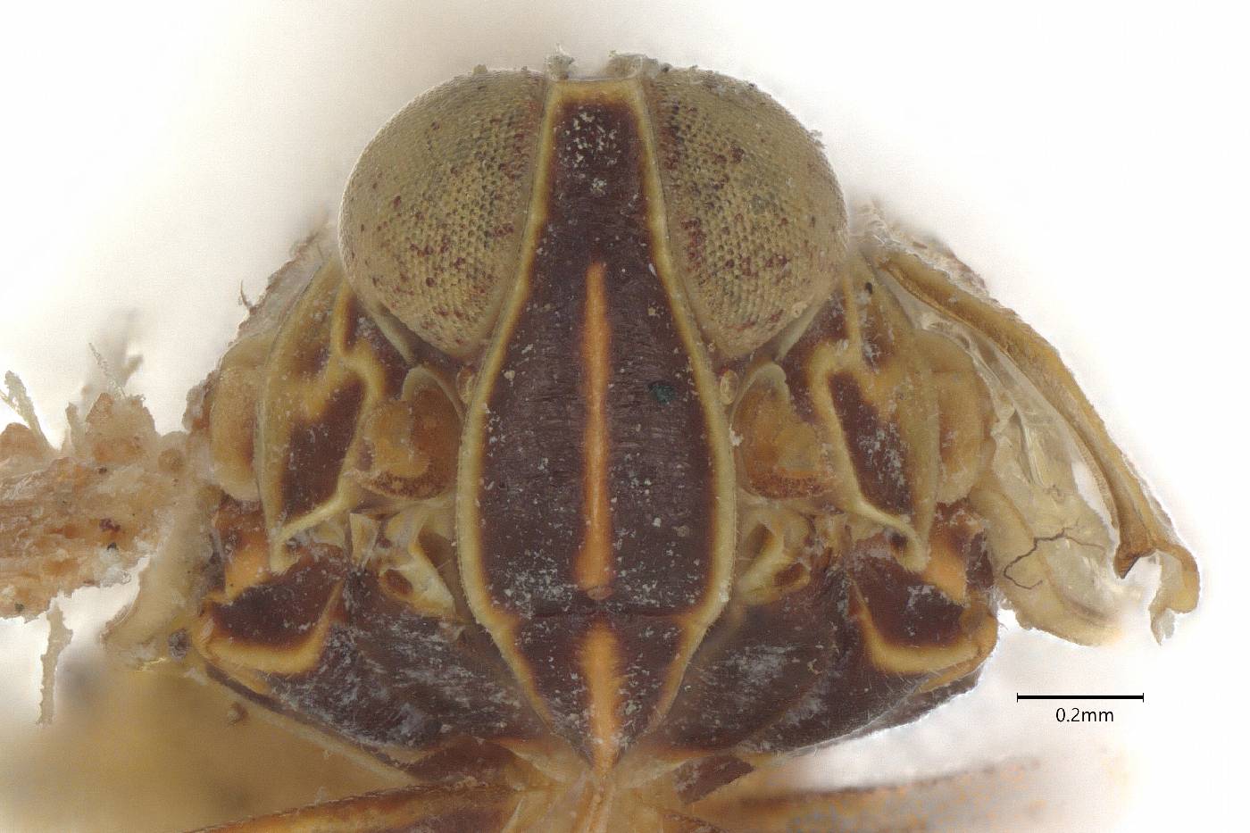 Oecleus quadrilineatus image
