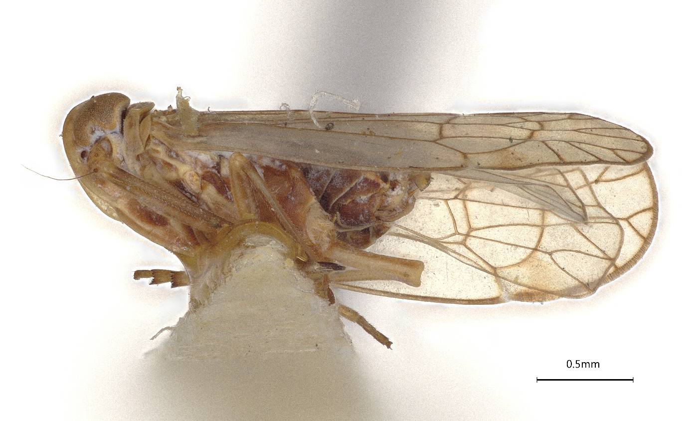Oeclidius nanus image