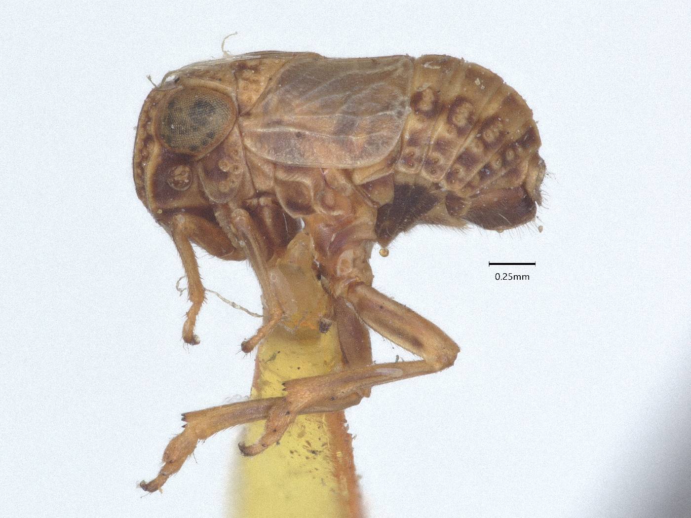 Aphelonema obscura image