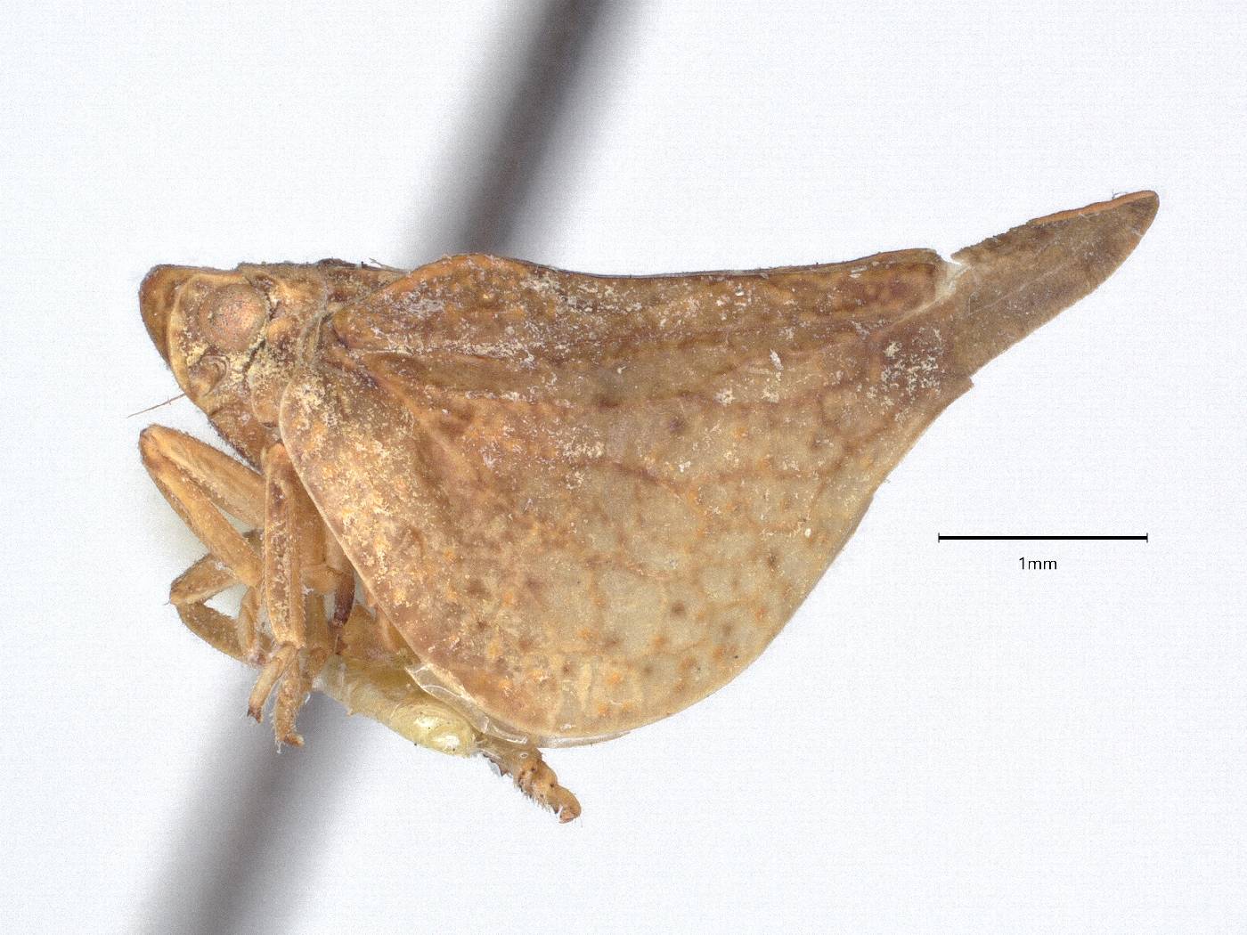 Flatidae image